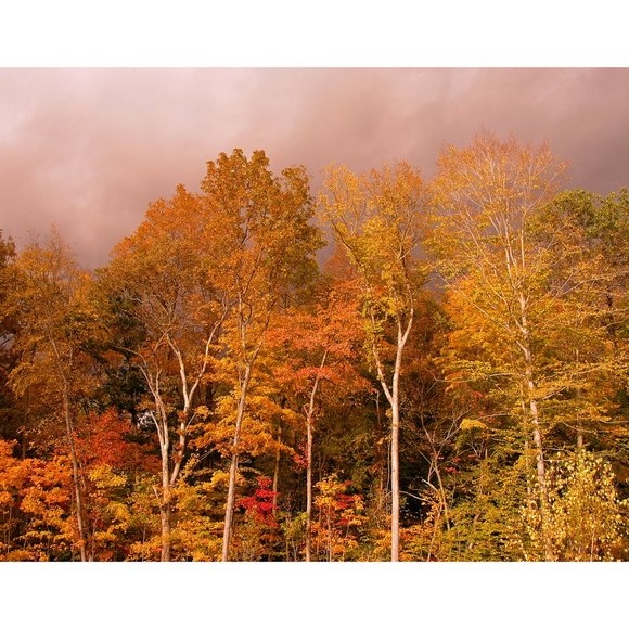 ArtisticPhoto Other - Trees and sky 11 x 14 print